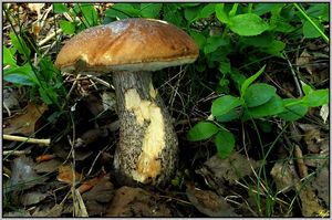 Klikni pro velký obrázek