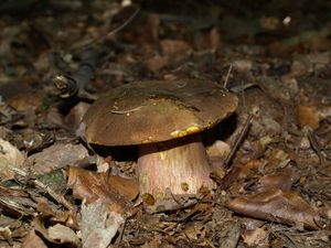 Klikni pro velký obrázek