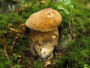 Klikni pro velký obrázek