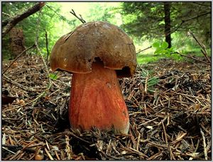 Klikni pro velký obrázek