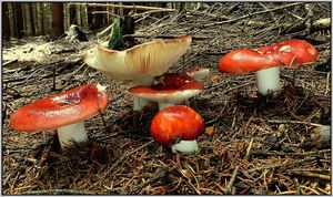 Holubinka jahodová - Russula paludosa Britzelm. 1891