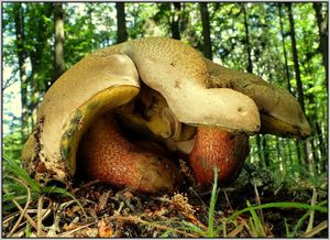 Klikni pro velký obrázek