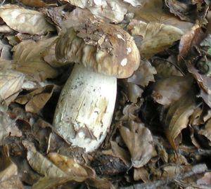 Klikni pro velký obrázek