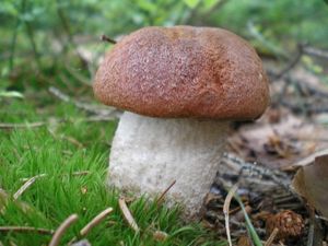 Klikni pro velký obrázek