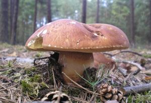 Klikni pro velký obrázek