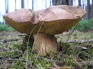 Klikni pro velký obrázek