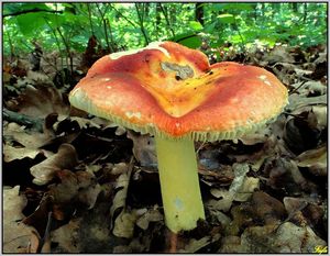 Holubinka zlatá - Russula aurea  Pers.