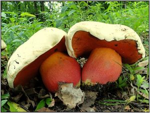 Klikni pro velký obrázek