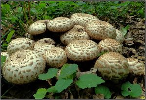 Pečárka Bohusova - Agaricus bohusii Bon 1983