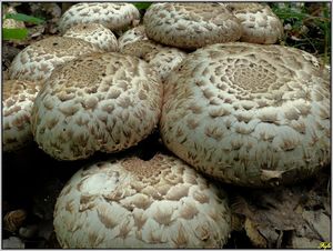 Pečárka Bohusova - Agaricus bohusii Bon 1983