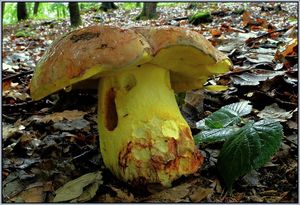 Klikni pro velký obrázek