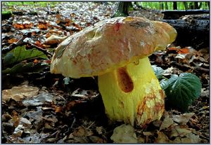 Klikni pro velký obrázek