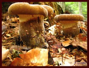 Klikni pro velký obrázek