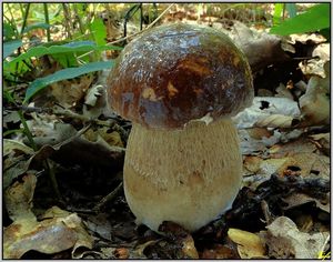 Klikni pro velký obrázek