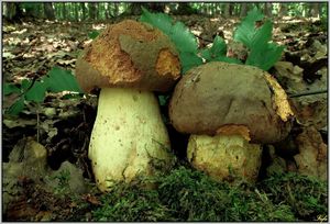 Klikni pro velký obrázek