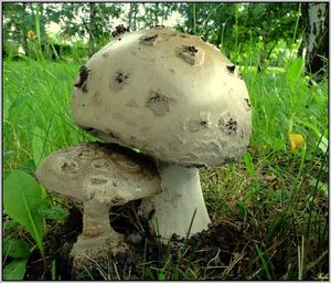 Muchomůrka šiškovitá - Amanita strobiliformis (Paulet ex Vittad.) Bertill. 1866