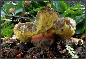 Klikni pro velký obrázek