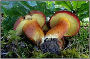 Hřib červený - Hortiboletus rubellus (Krombh.) Simonini, Vizzini & Gelardi  in Vizzini 2015