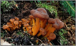 Liška nálevkovitá - Cantharellus tubaeformis