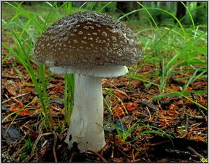 Muchomůrka šedivka - Amanita excelsa (Fr.) Bertill.  in Dechambre 1866