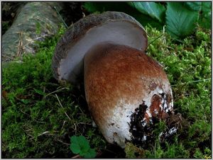 Klikni pro velký obrázek