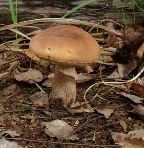 Klikni pro velký obrázek