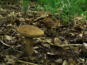 Klikni pro velký obrázek