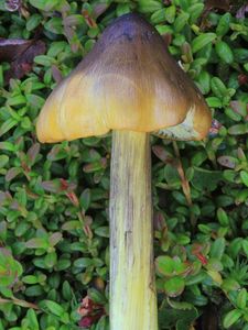 Klikni pro velký obrázek