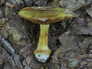 Klikni pro velký obrázek