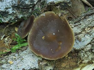 Klikni pro velký obrázek