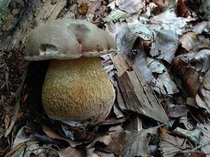 Klikni pro velký obrázek