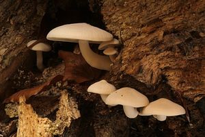 Klikni pro velký obrázek