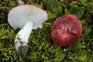 Klikni pro velký obrázek