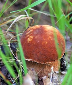 Klikni pro velký obrázek