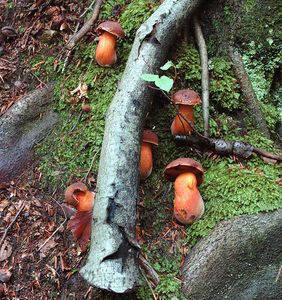 Klikni pro velký obrázek