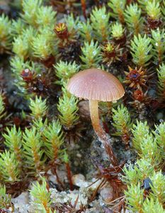 Lysohlávka horská - Psilocybe montana