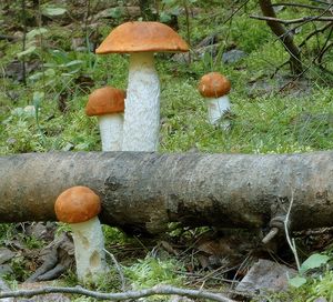 Klikni pro velký obrázek