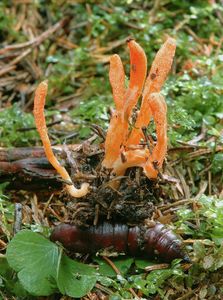 Housenice červená - Cordyceps militaris (L.) Fr. 1818