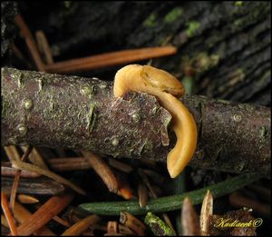 Klikni pro velký obrázek