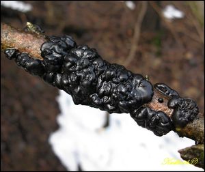 Černorosol bukový - Exidia glandulosa