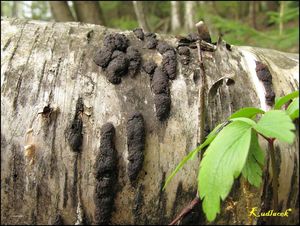 Dřevomor různotvarý - Hypoxylon multiforme ( Fr. ) Fr.