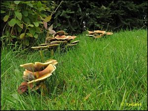 Třepenitka svazčitá - Hypholoma fasciculare  (Huds.) P. Kumm. 1871