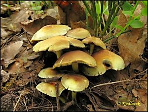 Třepenitka svazčitá - Hypholoma fasciculare  (Huds.) P. Kumm. 1871