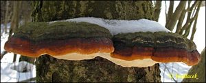 Troudnatec pásovaný - Fomitopsis pinicola (Sw.) P. Karst. 1881