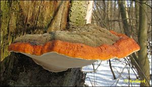 Troudnatec pásovaný - Fomitopsis pinicola (Sw.) P. Karst. 1881