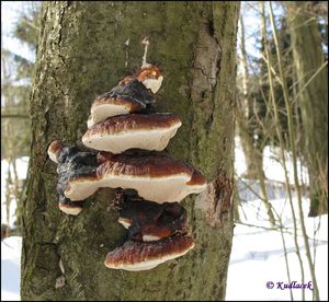 Troudnatec pásovaný - Fomitopsis pinicola (Sw.) P. Karst. 1881