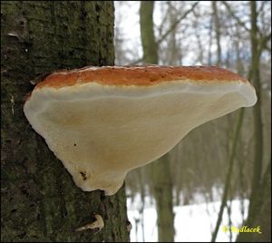 Troudnatec pásovaný - Fomitopsis pinicola (Sw.) P. Karst. 1881