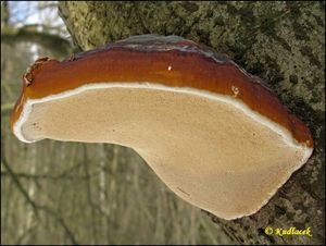 Troudnatec pásovaný - Fomitopsis pinicola (Sw.) P. Karst. 1881