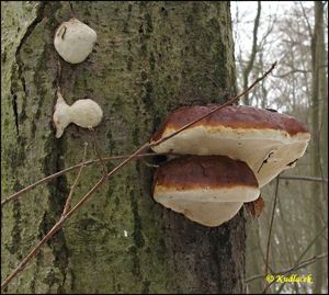 Troudnatec pásovaný - Fomitopsis pinicola (Sowerby) P. Karst.