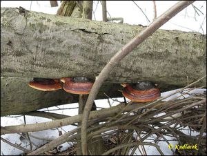 Troudnatec pásovaný - Fomitopsis pinicola (Sowerby) P. Karst.